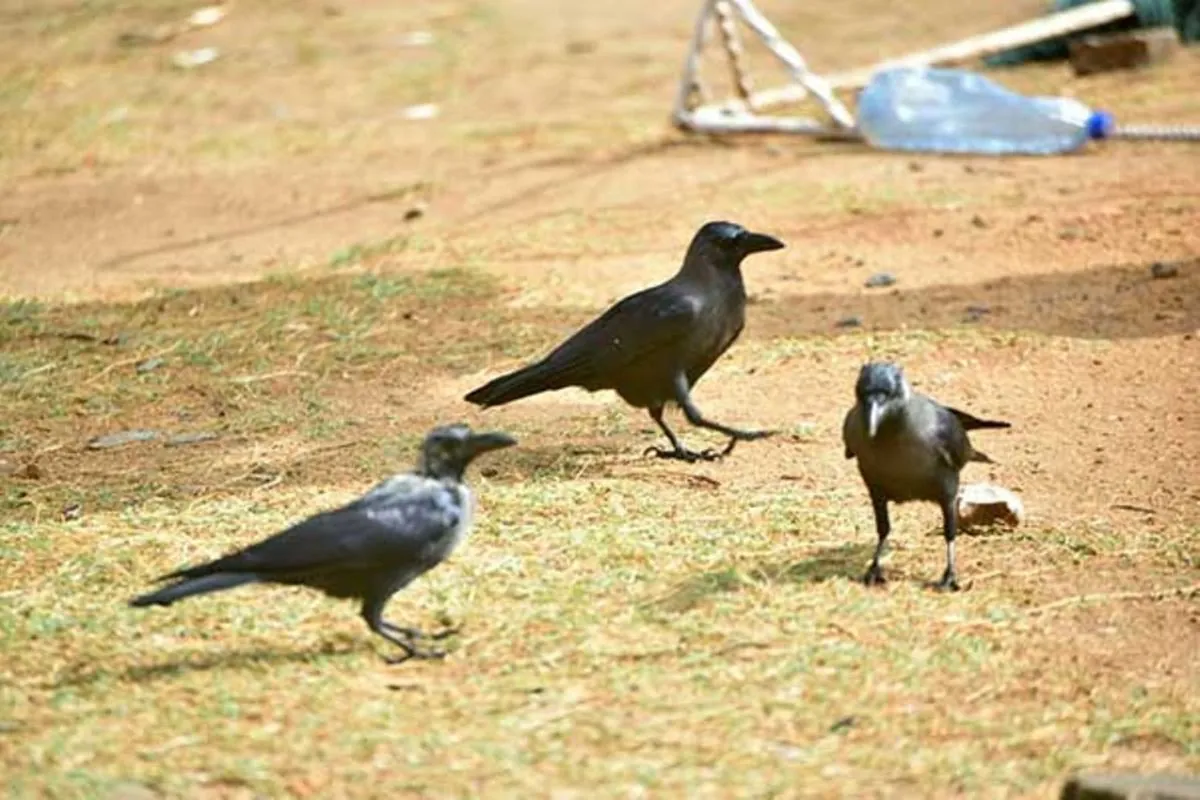 Mombasa's Crow Crisis: Kenya's Plan to Cull Invasive Birds