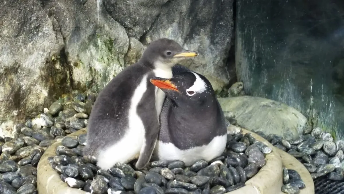 Beloved Gay Penguin's Death Sparks Colony-Wide Mourning Song