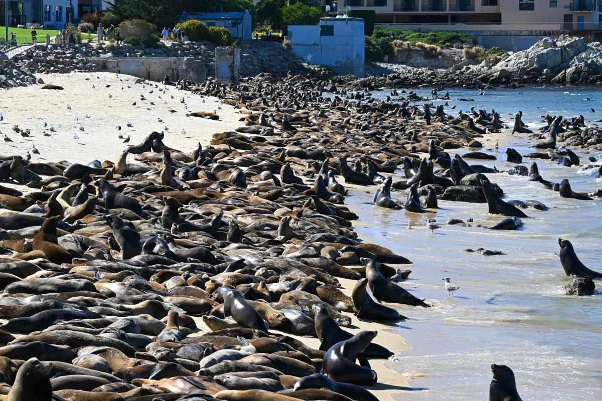 massive-sea-lion-gathering-closes-monterey-beach-to-public