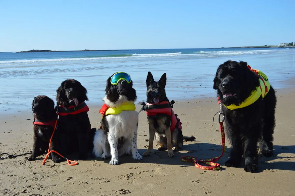 Canine Lifeguards: Spain's Beaches Embrace Four-Legged Rescuers