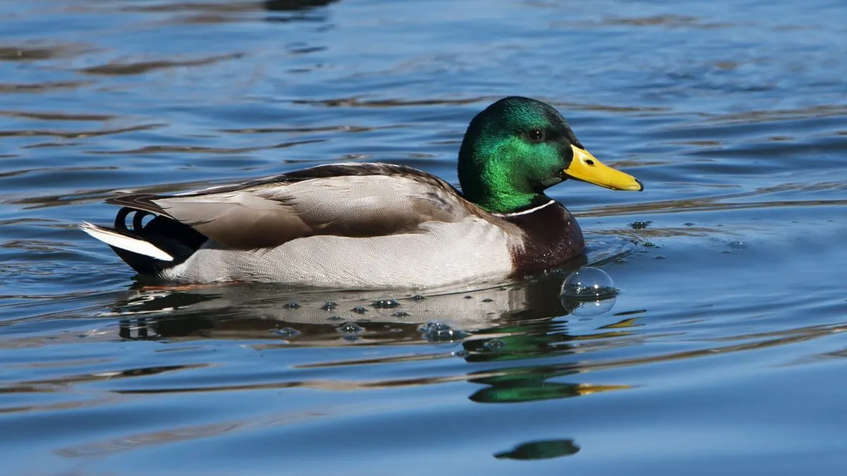 Duck Survives Skewer Attack in Preston, Continues Normal Activities