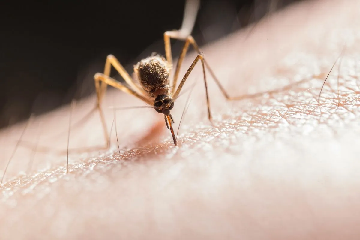 massachusetts-town-imposes-curfew-amid-rare-mosquito-borne-disease-threat