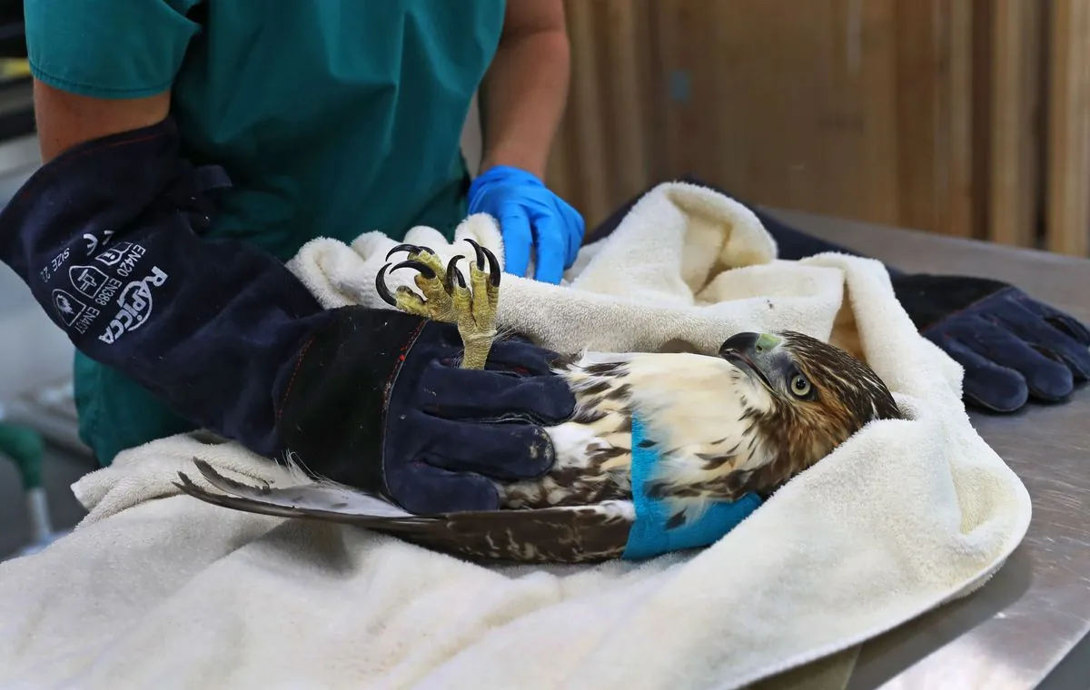 Osprey Shot in Scottish National Park Sparks Police Investigation