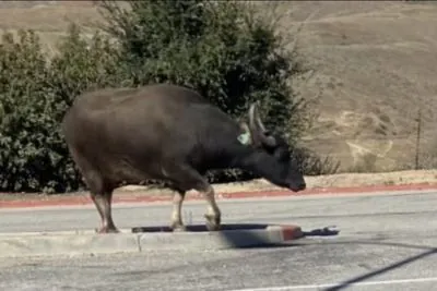 Escaped Water Buffalo Causes Stir in Iowa Suburb, Evades Capture