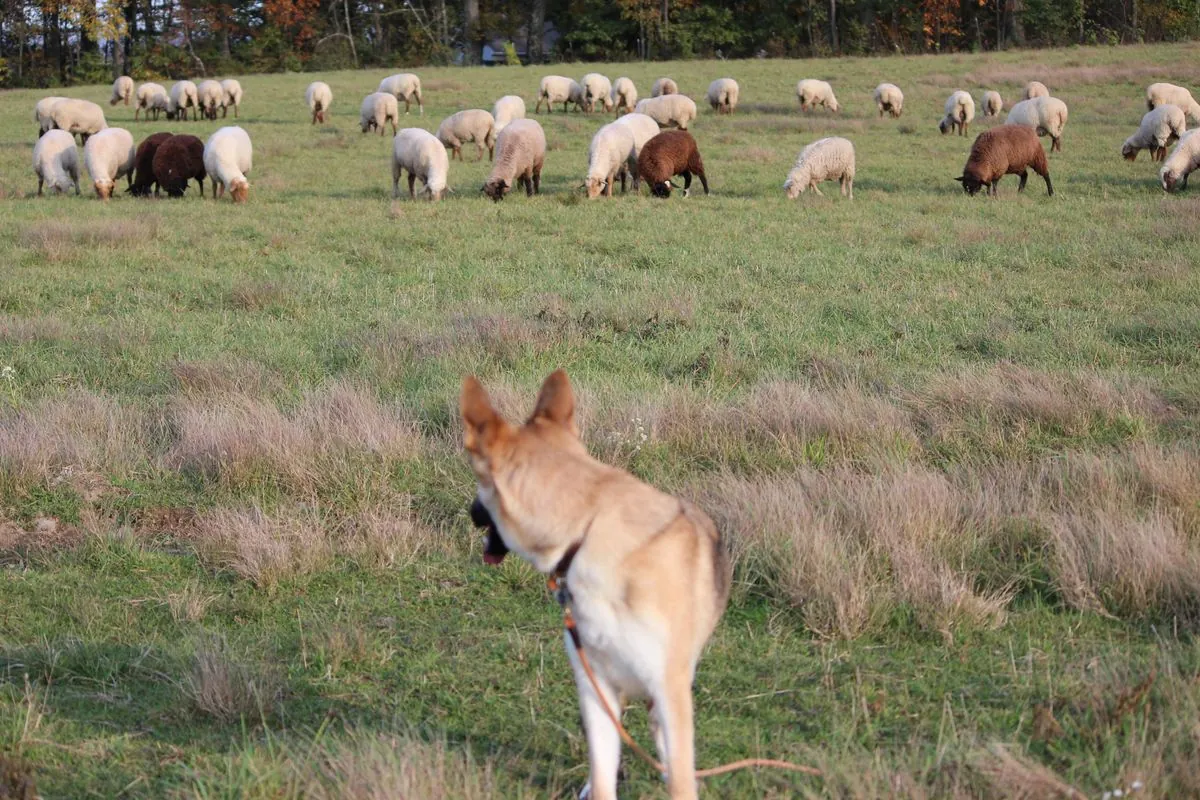 Vet Nurse's Dogs Maul Sheep in Derby: Legal and Ethical Fallout