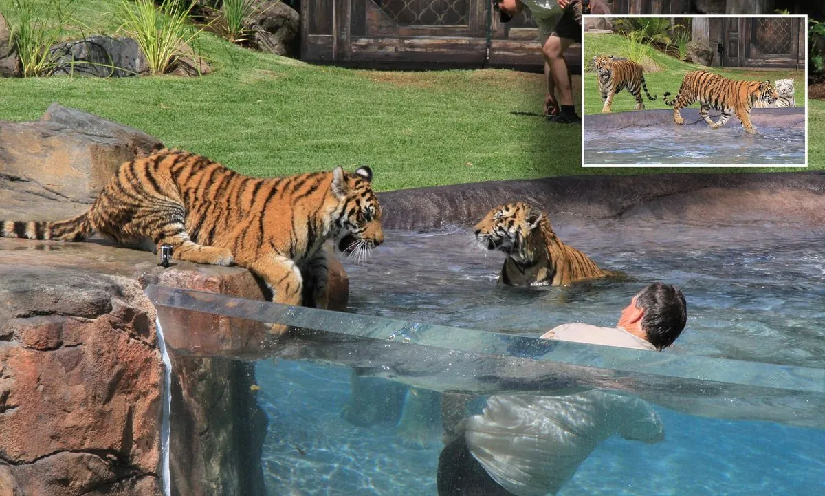 Experienced Handler Injured in Rare Tiger Attack at Australian Theme Park