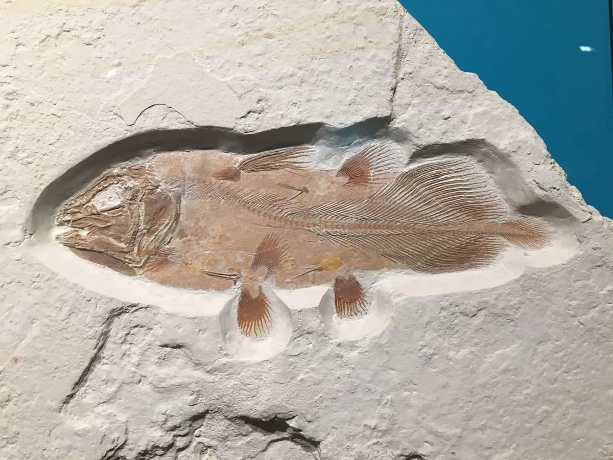 Ancient Fish Fossils Discovered in Inverness Pavement, Predating Dinosaurs