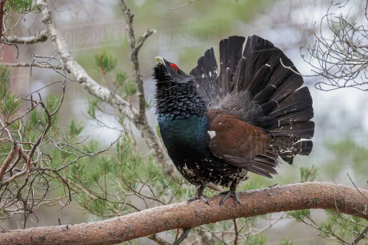 Scotland's Capercaillie Face Extinction as Male Numbers Plummet