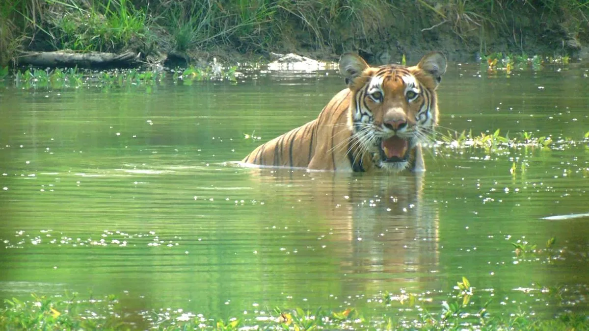 Nepal's Tiger Triumph: Conservation Success Breeds New Challenges