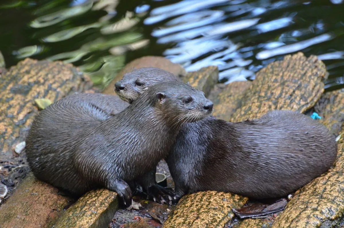 otter-pack-attacks-jogger-in-malaysian-park-raising-safety-concerns