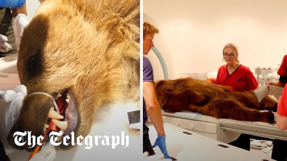 Pioneering MRI Scan for British Brown Bear Boki Offers Hope