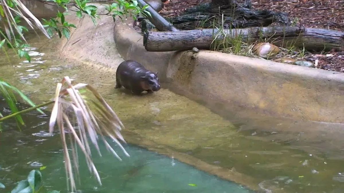 Baby Pygmy Hippo's Online Fame Sparks Zoo Visitor Concerns