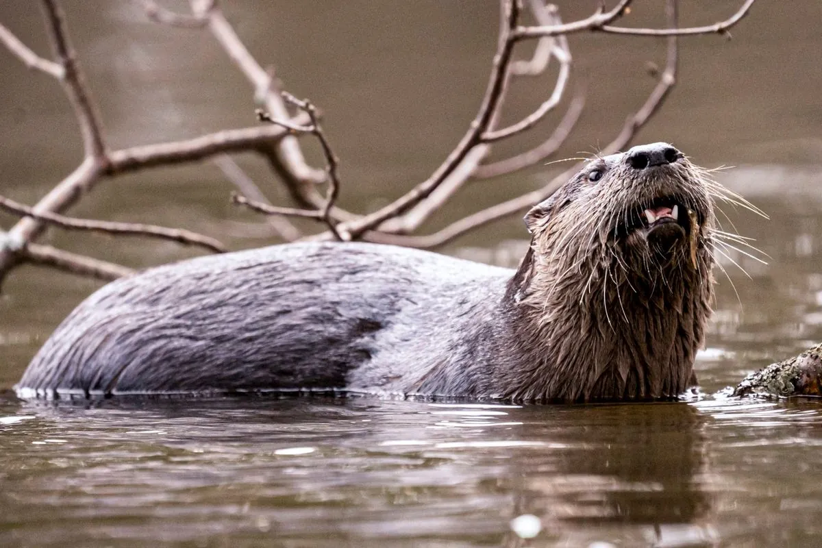 rare-river-otter-attack-on-child-at-washington-marina-prompts-concern