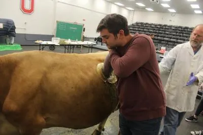 French Scientists Unveil Breakthrough in Low-Methane Cow Breeding