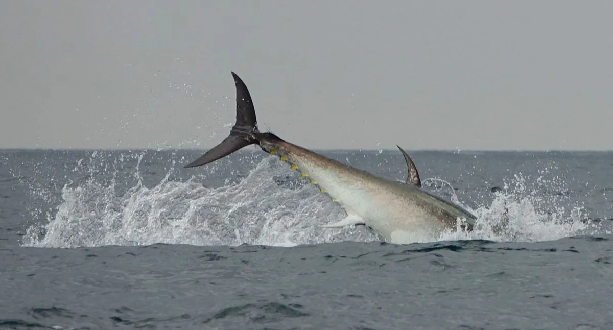 Massive Bluefin Tuna Return to UK Waters After Conservation Success