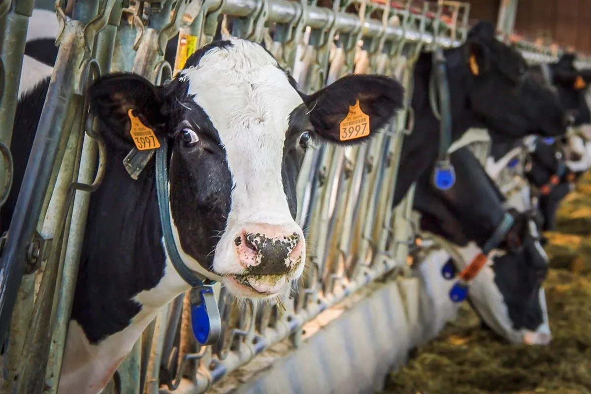 M&S Suspends Dairy Farm After Shocking Animal Abuse Footage Emerges