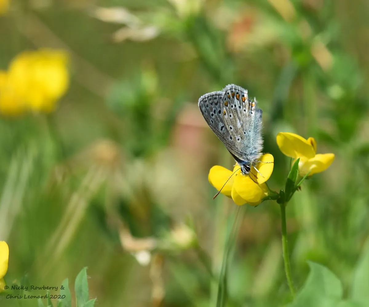 British Garden Butterflies Face Alarming Decline, Conservation Group Warns