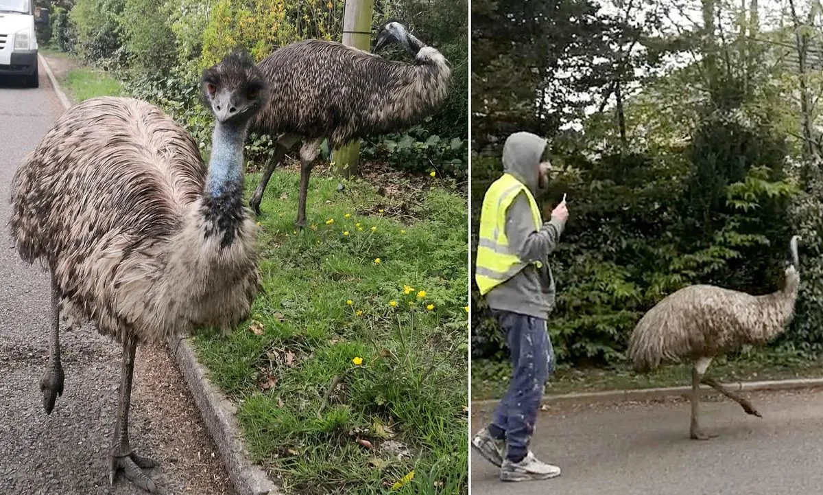 Runaway Emus Cause Chaos in Suffolk Town, Authorities Respond