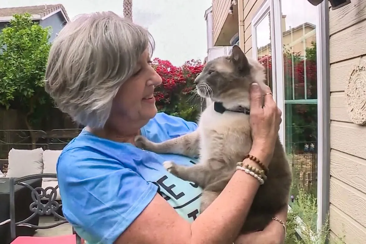 Lost Cat's 800-Mile Journey from Yellowstone to California Ends in Reunion