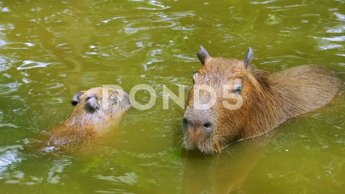 Escaped Capybara Returns to Zoo After Week-Long Adventure