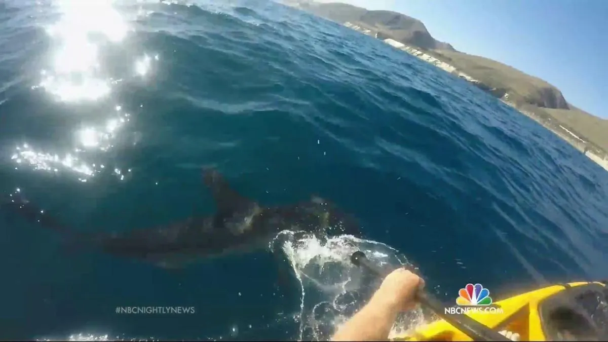 Canary Islands Kayaker Fends Off Persistent Hammerhead Shark