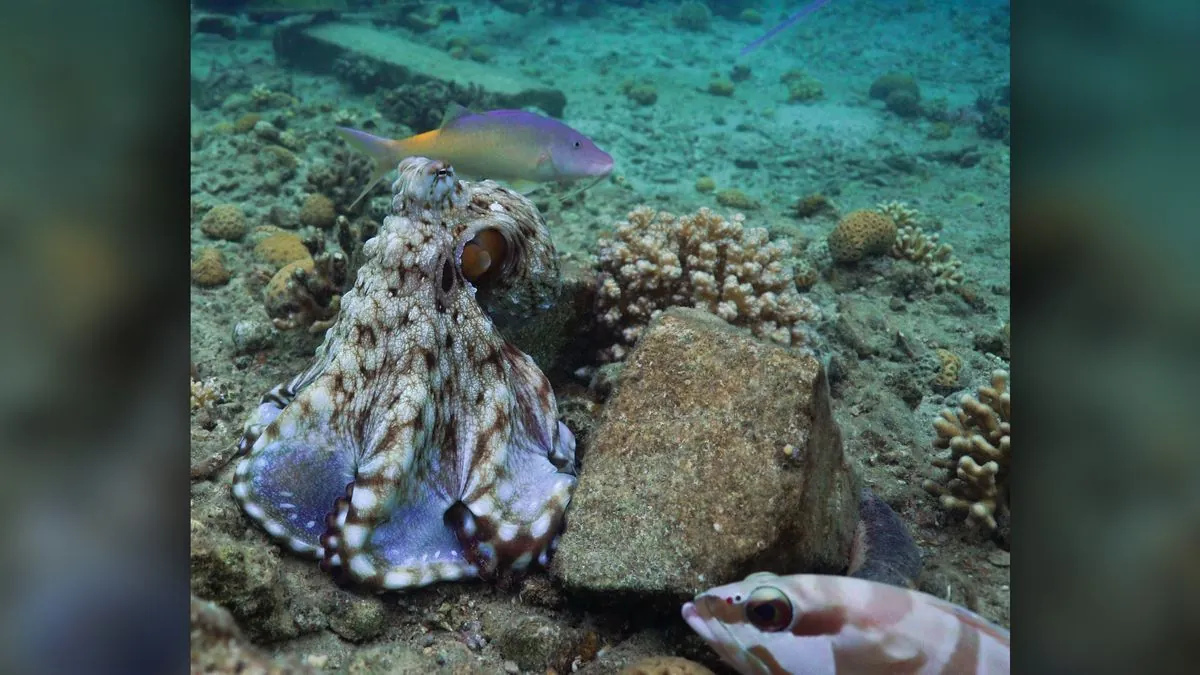 Octopuses Punch Fish Partners to Maintain Order During Hunts