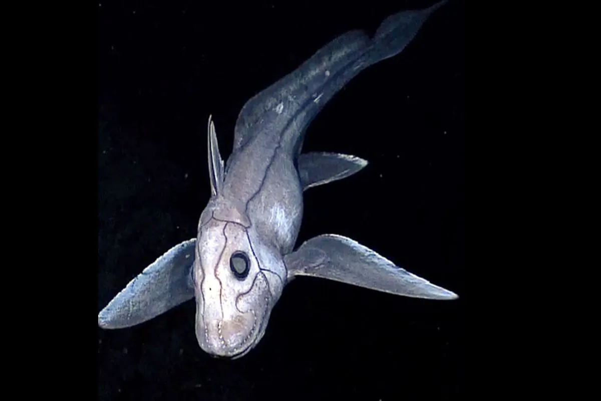 New Ghost Shark Species Discovered in Pacific Deep Waters