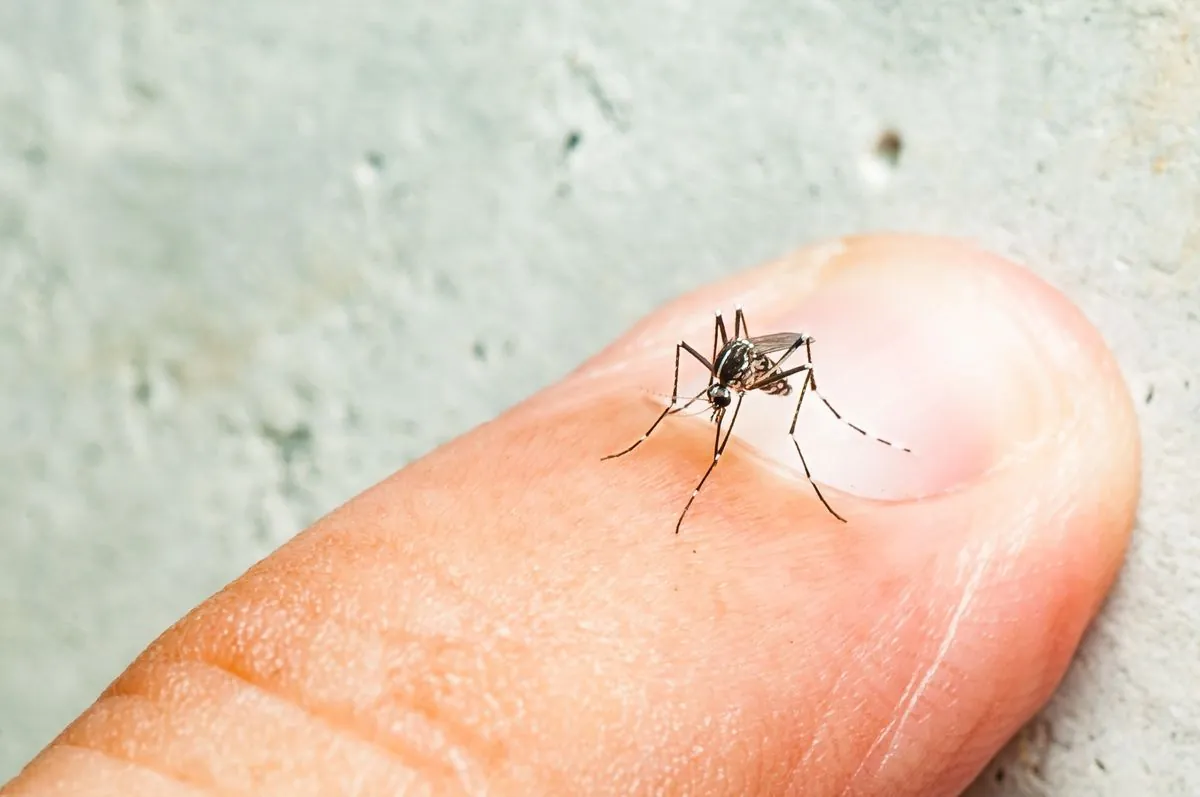 los-angeles-reports-first-local-dengue-outbreak-raising-climate-concerns