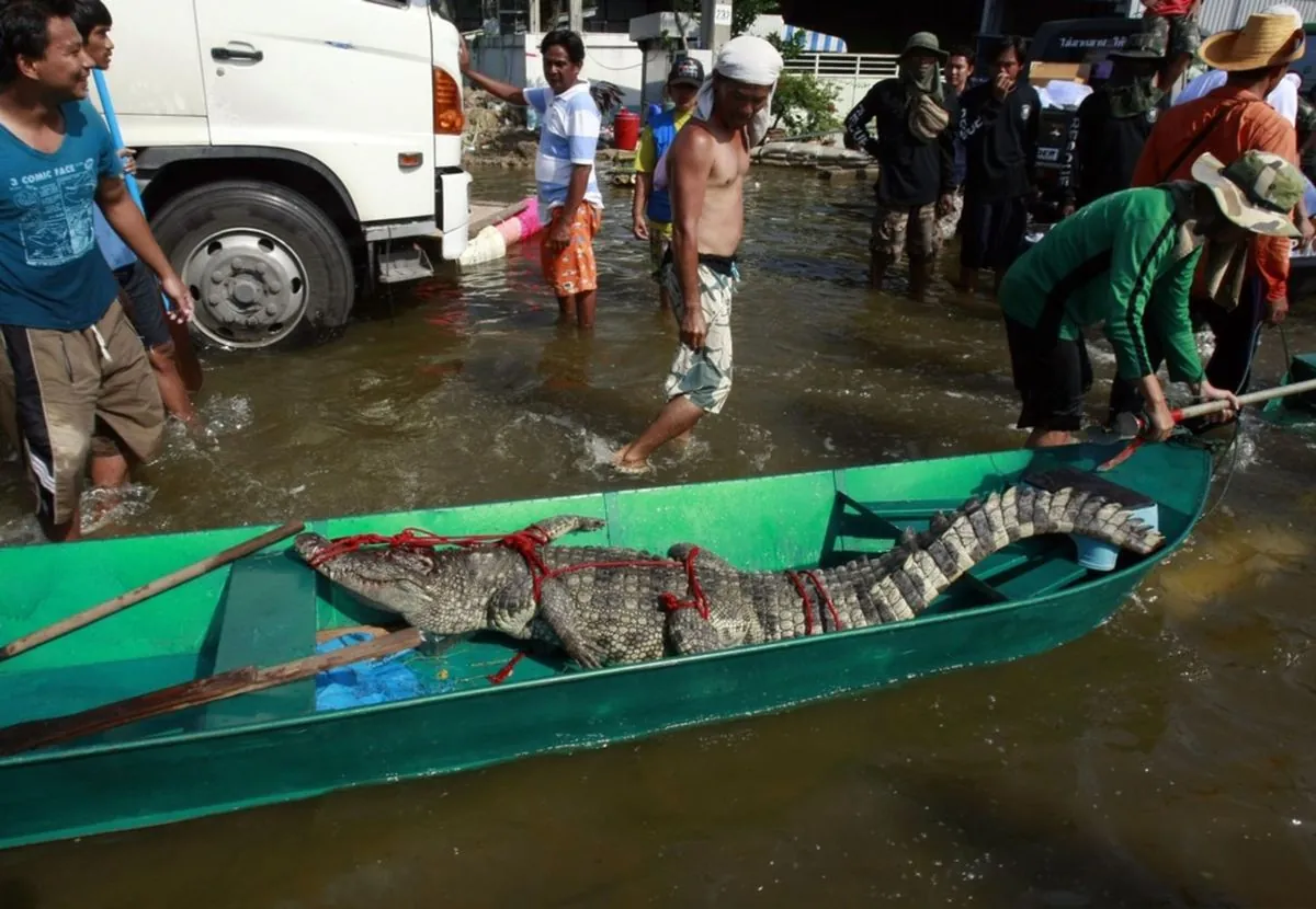 thai-farmer-culls-100-crocodiles-amid-flood-fears