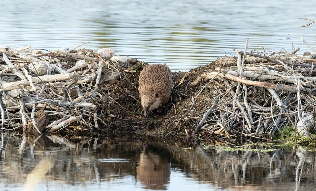 brandenburg-culls-25-beavers-to-protect-vital-flood-defenses