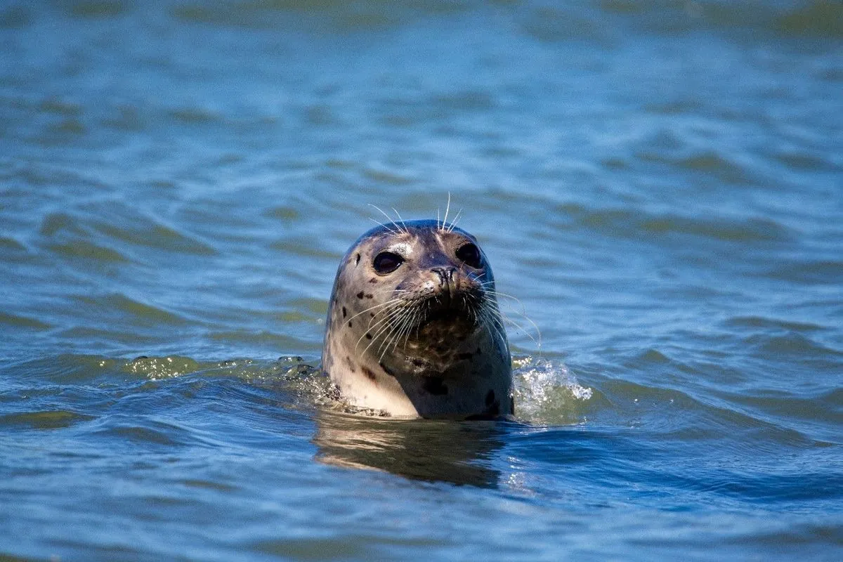 Thames Estuary Seal Count Reveals Thriving Population Amid Challenges