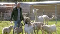 Egyptian farmer's alpaca shelter plan creates stir in million-pound village