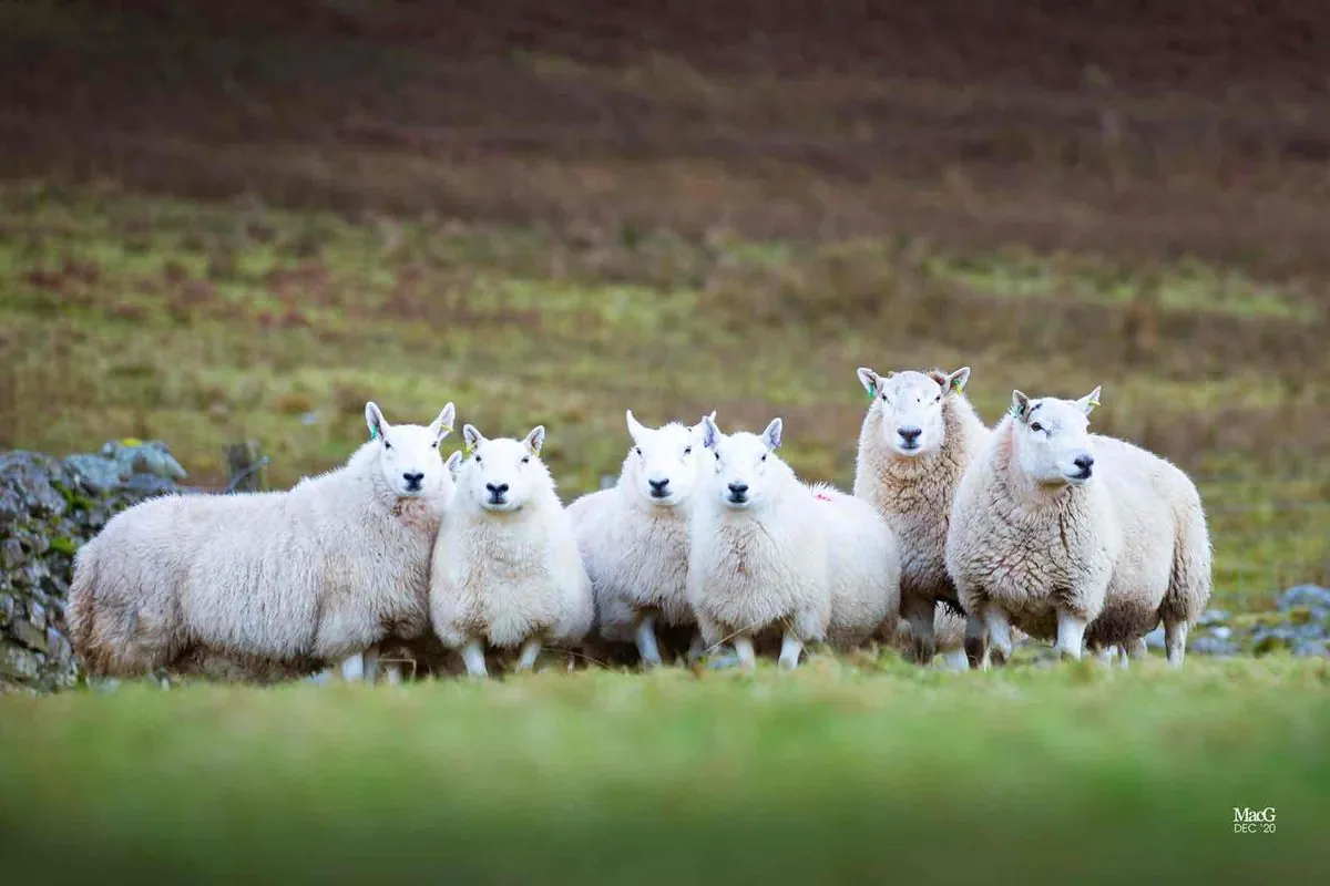 First-gen farmer reveals how £2m inheritance might destroy family legacy