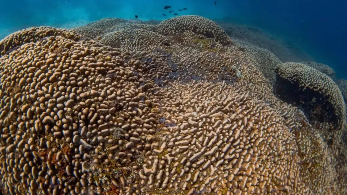 Giant coral found in Pacific waters beats all previous size records