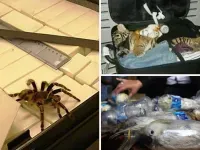 Airport security finds hundreds of live spiders hidden under passenger's clothes