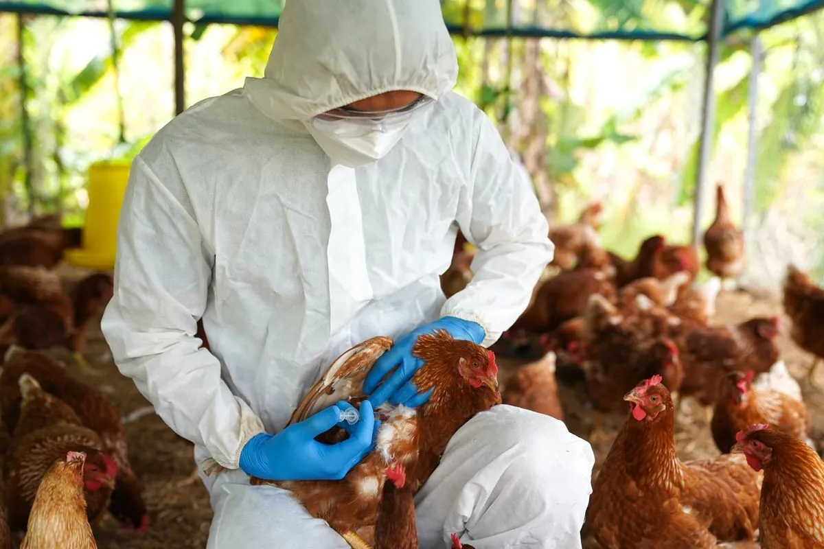 European doctors get new rules as bird flu risk grows before winter