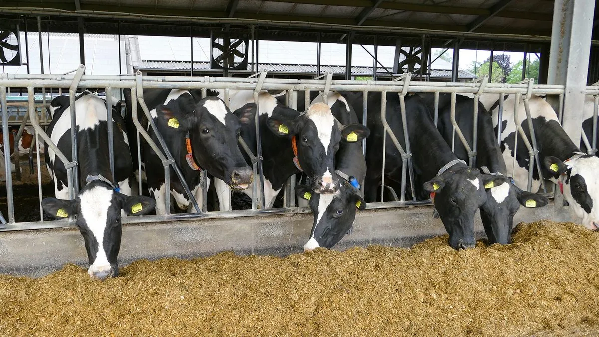 Major dairy producer's cow feed experiment creates unexpected customer reaction