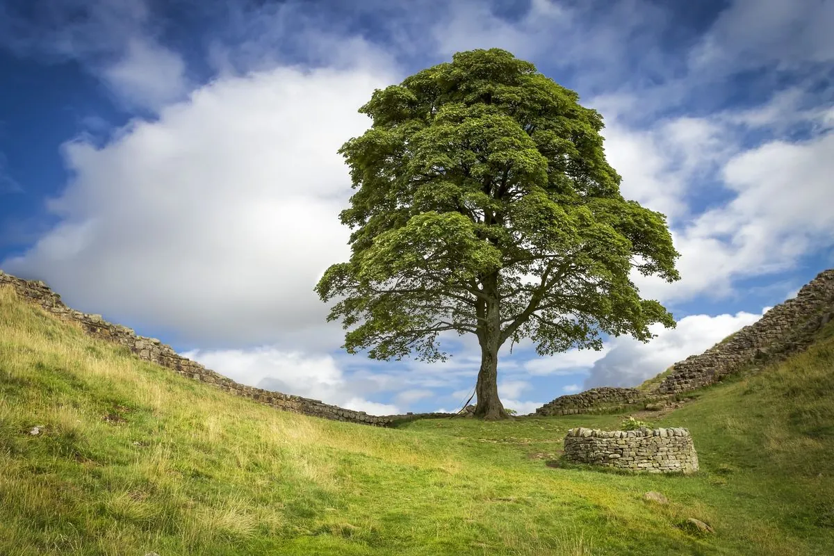 Historic tree's saplings find new homes across Britain after shocking destruction