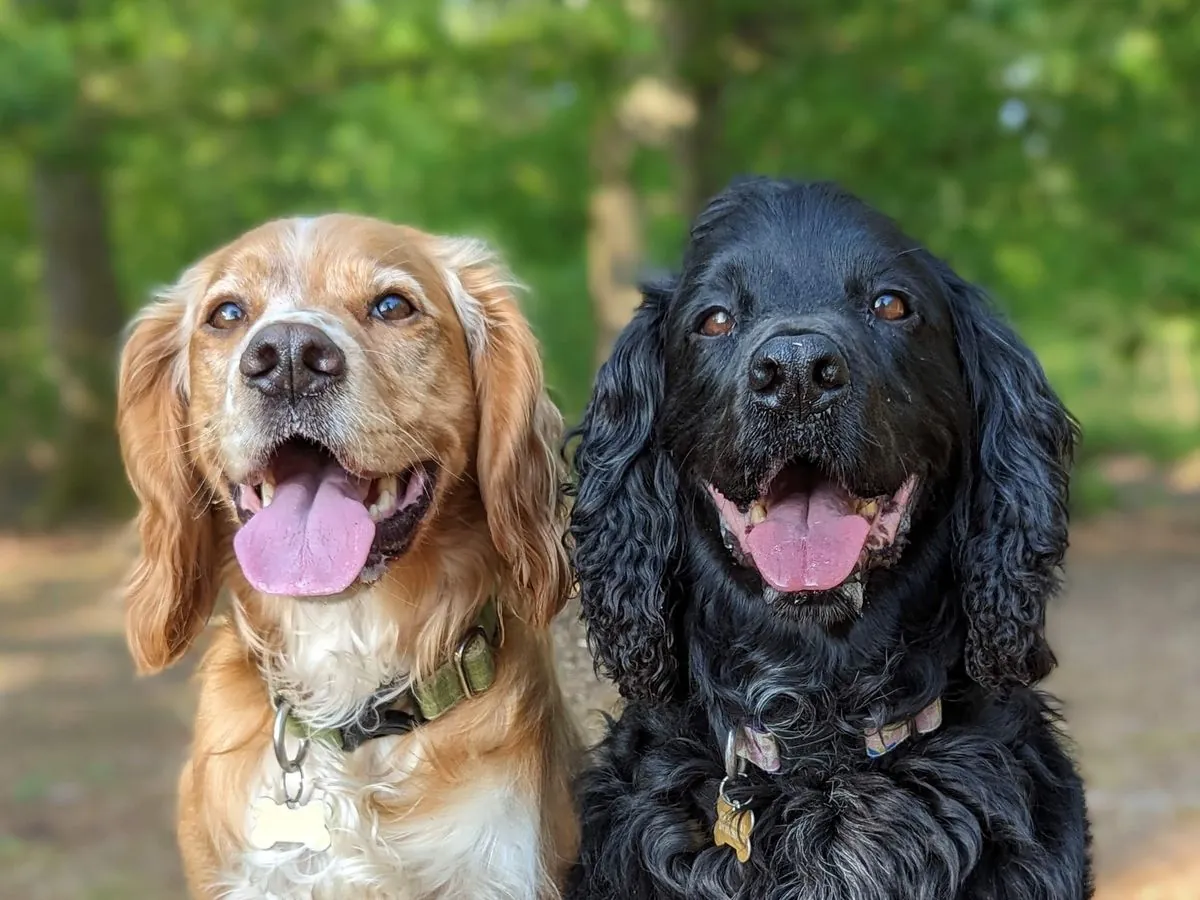 Meet UK's first tree-sniffing dog who helps save forests from deadly disease